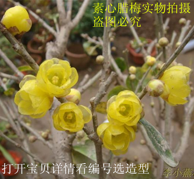 鿴Ա÷绨׮÷辰޽÷Ժóɻ