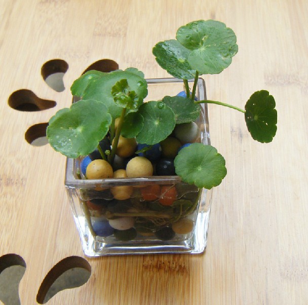 桌面水培植物盆栽 铜钱草套餐 金钱草 1支营养液20根茎