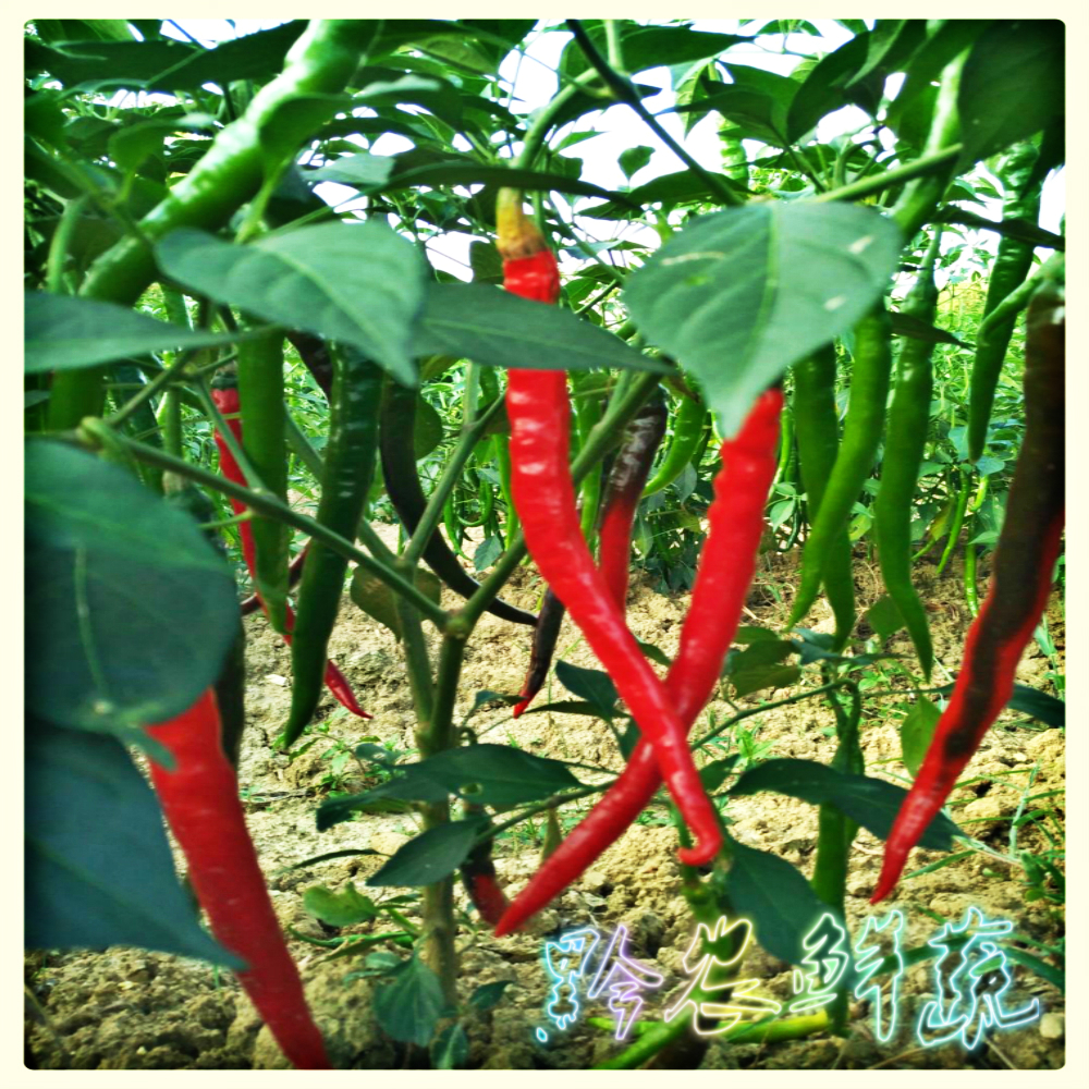 ߲ ũ¶ֲл캣꽴2500g