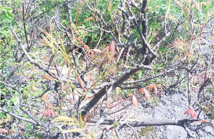 低价出售良种黄鹂芽茶树苗娄底涟源65后农民为何迷恋上种植黄鹂芽