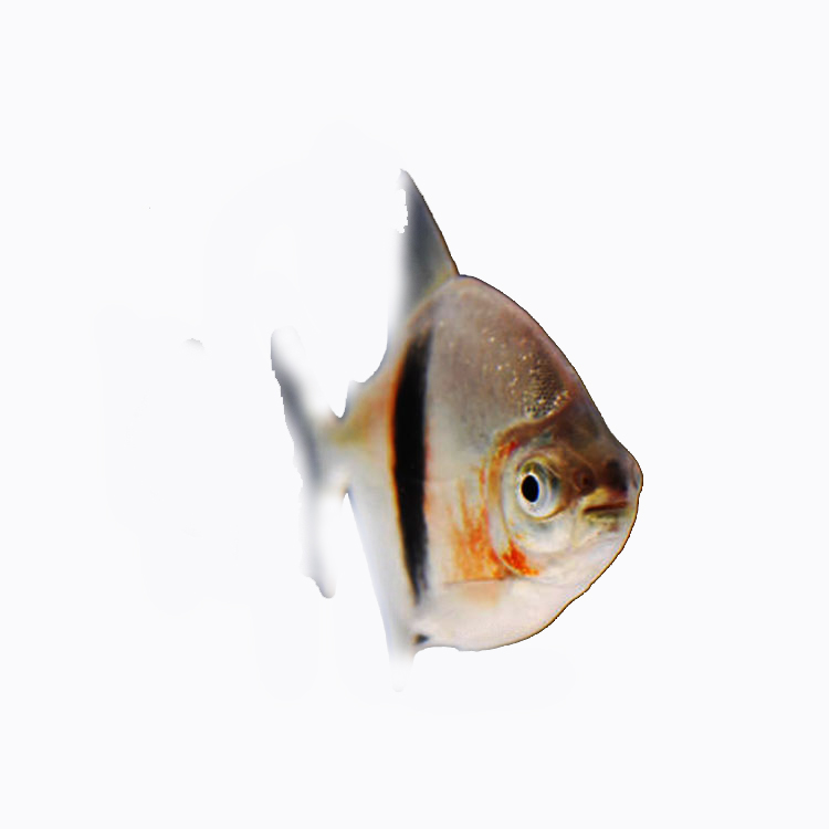 热带观赏鱼银版翡翠银板鱼黑桃A粗线细线银板