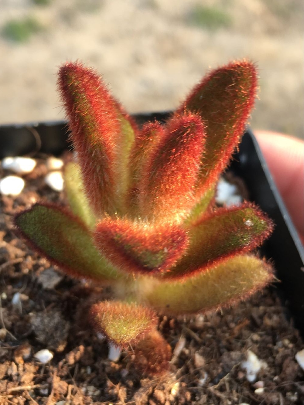 孙悟空多头群生多肉植物 新品阳台景天科窗台 趣味美观满包邮多肉