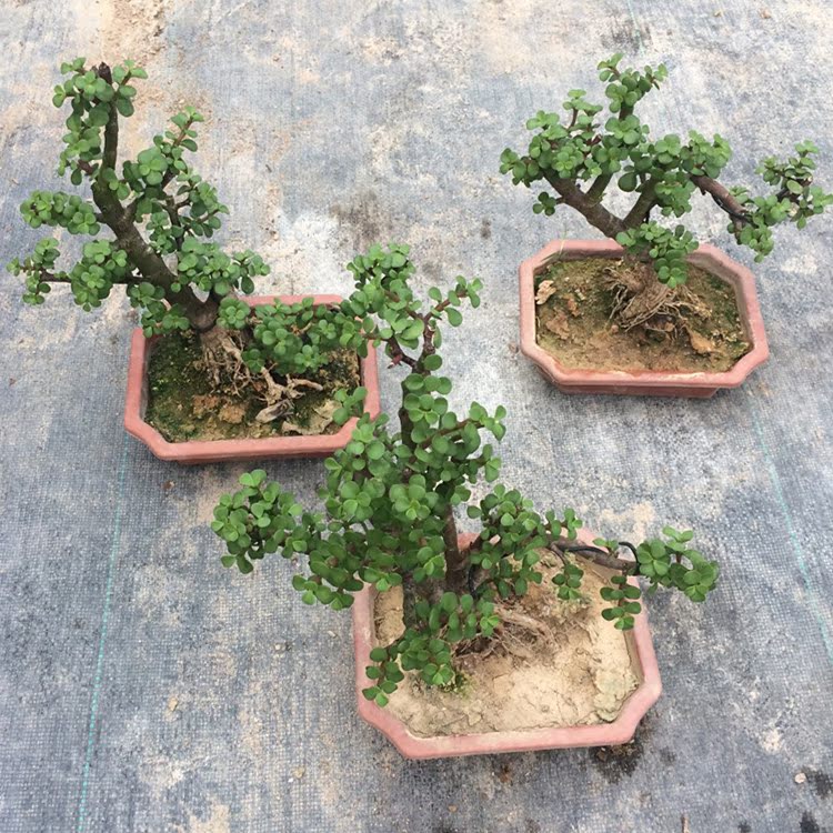 花博会-金枝玉叶老桩造型小盆景观叶植物盆栽办公室阳台庭院绿植