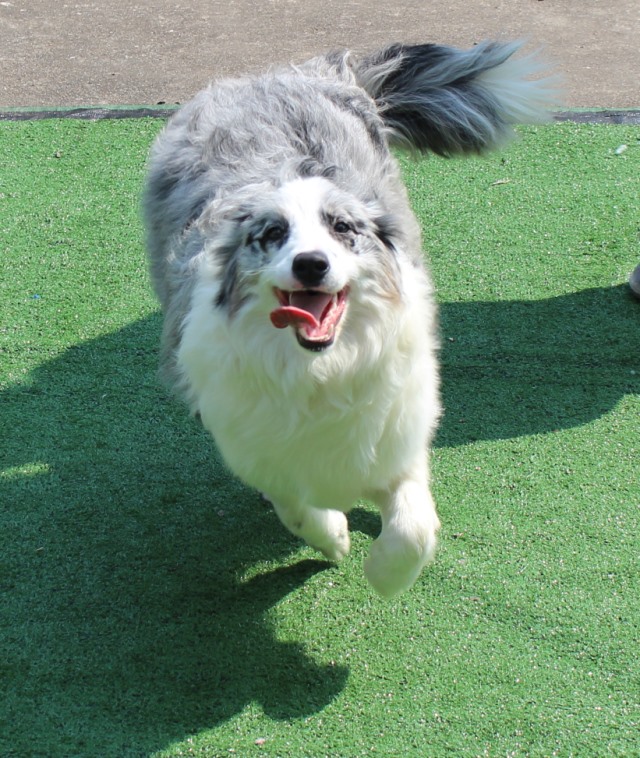 蓝陨石边境牧羊犬悠悠 种母边牧 蓝陨石边牧 边境牧羊犬 玲珑之女