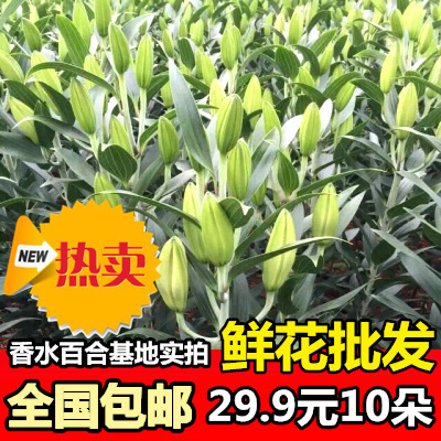 香水百合鲜花速递云南昆明基地香水百合花店家庭鲜花速递上海发货