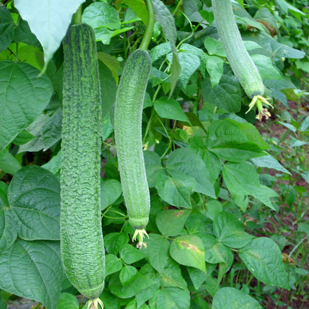 生态种植自然成熟嫩丝瓜 新鲜丝瓜夏季应季蔬菜 新鲜采摘500g以上