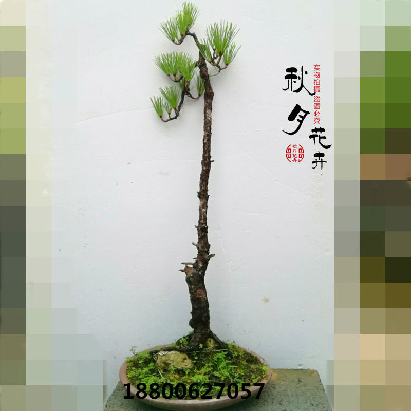 辰 ɽɺ辰 ʽҰ