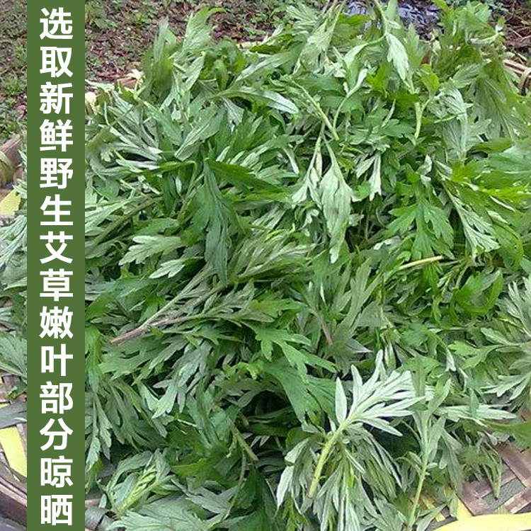 食用野生艾草粉 青团粉 农家自制艾草青团 清明果青团