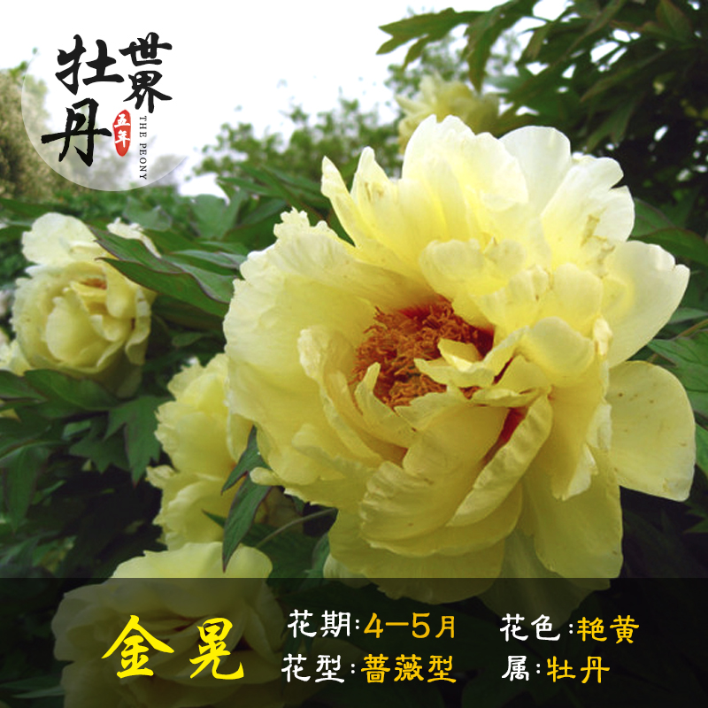 金晃牡丹花苗盆栽四季客厅阳植物庭院种植花卉盆栽观花植物大苗