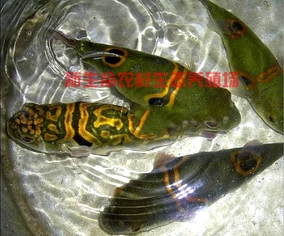 正品[潜水艇鱼]潜水艇鱼怎么养评测 潜水艇鱼能