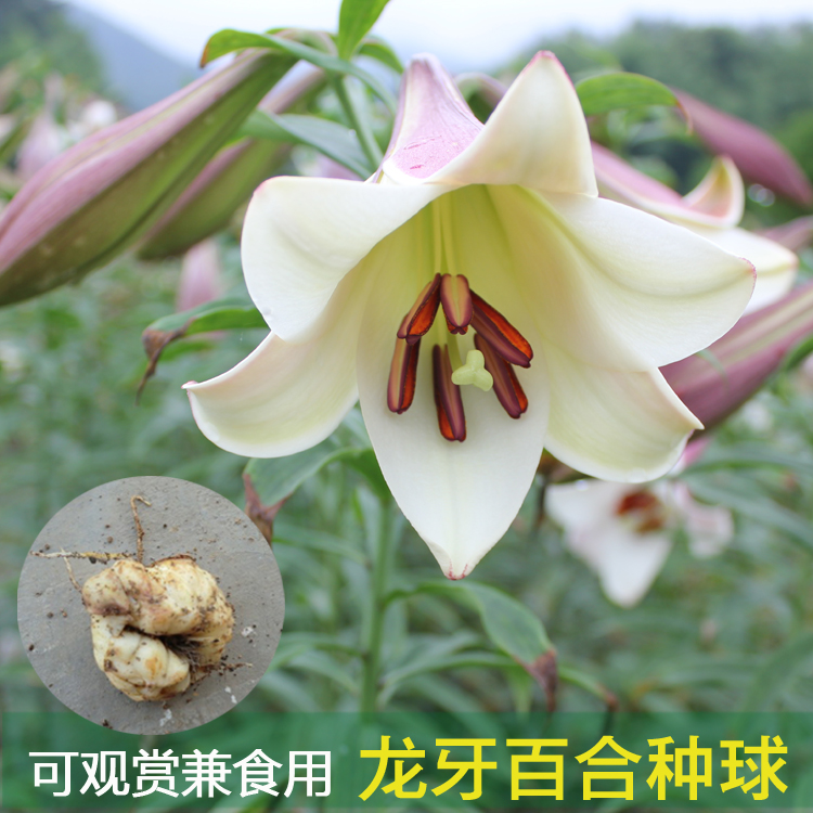 百合花种子 龙牙 卷丹麝香铁炮百合种球 观赏兼食用 大球当年开花