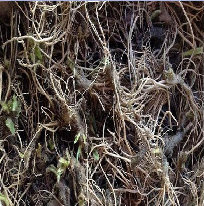 客家月子洗澡草药白面风苗(枝叶)500g月子草药5斤包邮