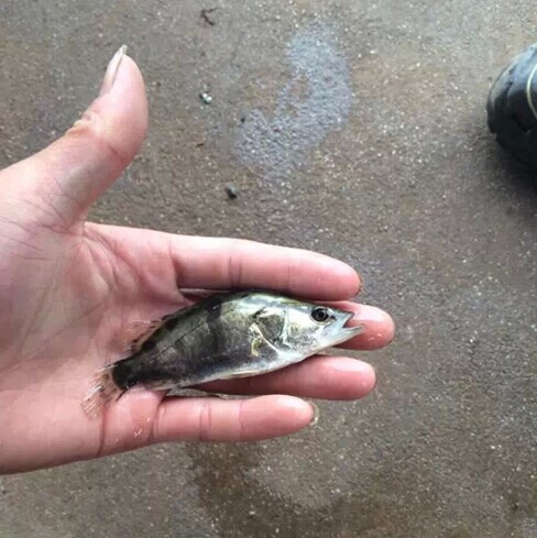 热卖 全国鱼苗到 路亚苗鳜鱼苗 桂鱼 桂花鱼鳌花鱼苗活体 特惠