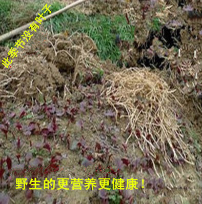 贵州四川特产新鲜野生折耳根 鱼腥草根节节根 绿色蔬菜野菜 500克