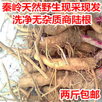 野生新鲜商陆根野生现挖大苋菜土冬瓜章柳根山萝卜中草药材500克