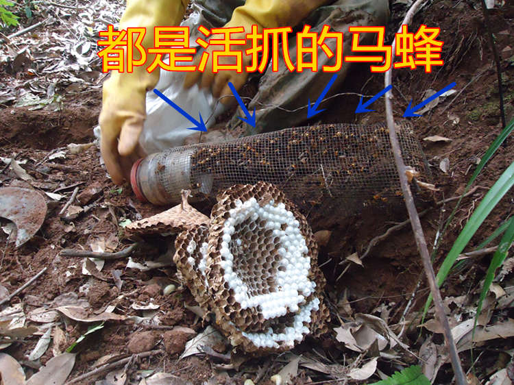 野生马蜂窝野蜂窝露蜂房100g 大黄蜂窝胡蜂蜂房蜂巢 野蚂蜂窝蜂巢