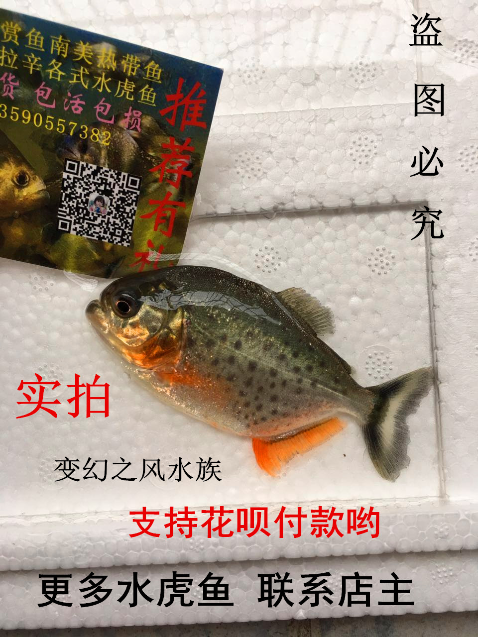 红腹鱼苗子印尼秘鲁野生红腹六条以上包邮活体包活 水虎鱼