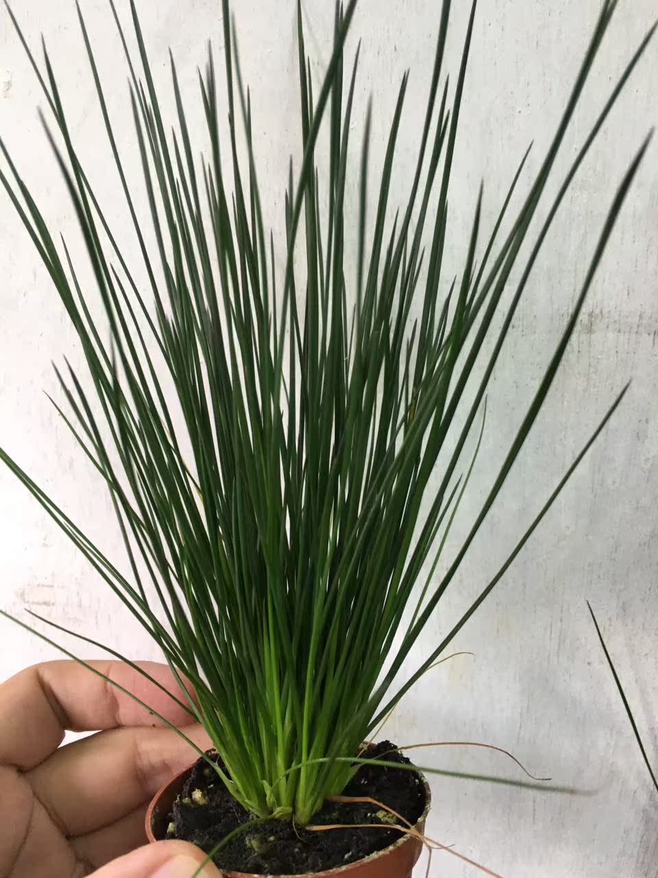 【预定】直叶/旋叶灯心草 龙须草欧洲进口/ 风信子科5.5厘米盆