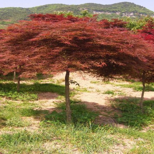 高档植物 花卉盆栽 红枫 羽毛枫 庭院绿化 庭院景观树