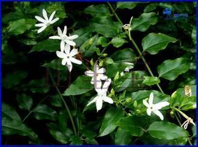 现采500克新鲜野生扭肚藤谢三娘白花茶假素馨青藤子花
