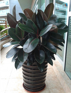 大黑金刚植物大型室内吸甲醛吸尼古丁绿植盆栽橡皮树