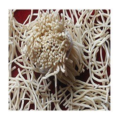 绝对正品 灯芯草 灯心草100克灯草虎须草扎把无硫一公斤包邮