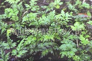鸡爪黄莲药用植物 降压去火 清热解毒 天然植物 整株鲜药用植物