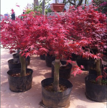 小苗新款正宗日本红枫树苗盆栽,惊爆价!下单返利!实付27.84元包邮! - 比购网九块邮