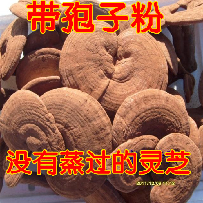 灵芝 长白山半野生灵芝 赤灵芝 整个整株灵芝 带孢子粉