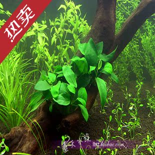 【蓝天水族】 小水榕 (一盆) 中前景水草 造景 水族缸造景 热卖中