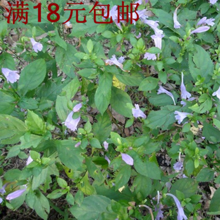 18元包邮 板蓝根种子 大青根阳台庭院盆栽种植四季播易种草药种子