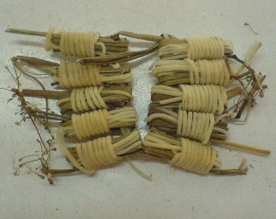 精选中药材灯心草，灯芯草10束1.2元