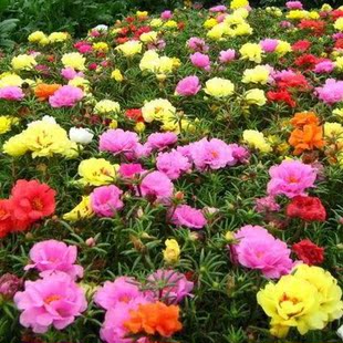 太阳花 重瓣太阳花 松叶牡丹花种子 太阳花种子 阳台四季播花草100粒