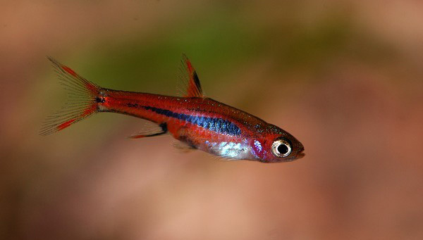 小丑灯鱼_特价|包邮_绿莲灯鱼,锦鲤鱼苗批发 宠