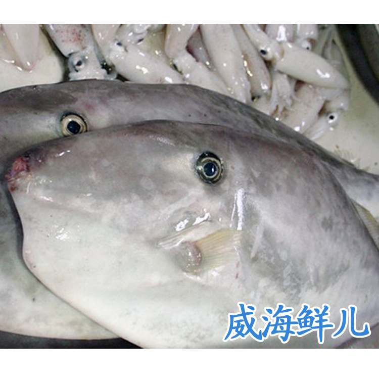 威海海鲜 新鲜多春鱼 速冻多春鱼 条条满籽 进口加拿大多春鱼