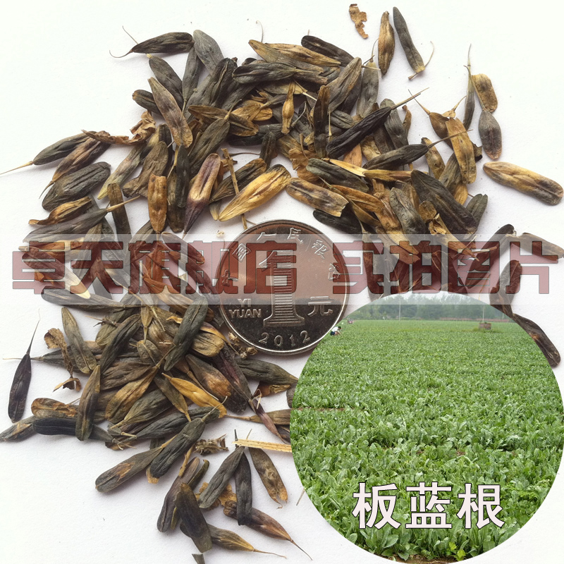 批发出售药材种 板蓝根种子别名靛青根蓝靛根、大青根药用价值高