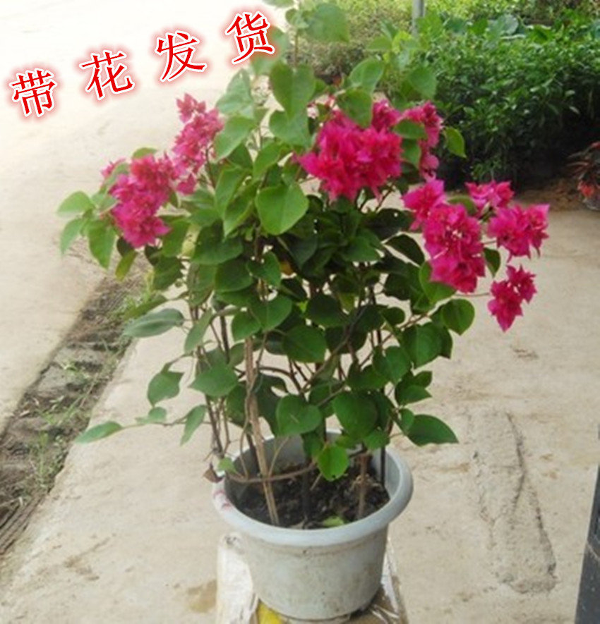 室内外庭院攀爬植物盆栽地栽耐寒花卉藤本三角梅苗盆景三角梅大苗