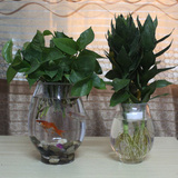 透明玻璃花瓶 圆形水培花器插花绿萝花盆鱼缸创意简约欧式摆件