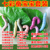 包邮 小蚕新鲜桑叶白蓝红黄紫色饲料养蚕七彩蚕 彩色蚕宝宝套装
