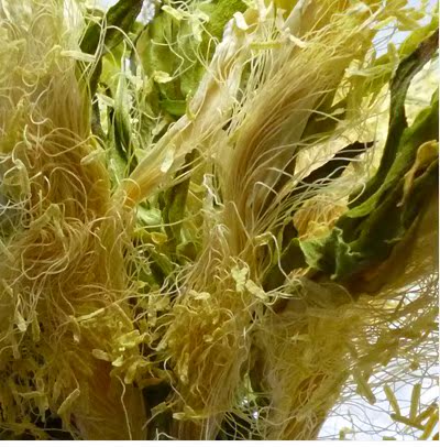 青川大王花 霸王花 干七星剑花干昙花农家干货煲汤料250g
