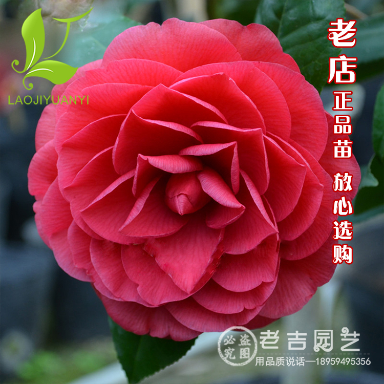 正品[茶花2304]2304评测 2304是谁的平方图片