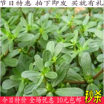 10元包邮蔬菜马齿苋种子长寿菜五行菜补血菜多次采摘阳台庭院易种