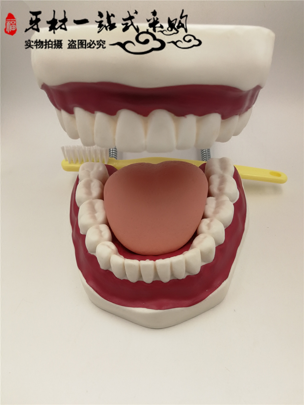 牙科材料 模型 教学模型 牙齿模型 大牙齿模型 带牙刷