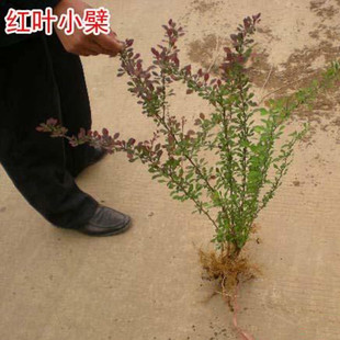 隔离带 红叶小波庭院公路隔离带绿篱植物彩色苗木 红叶小檗苗绿化工程