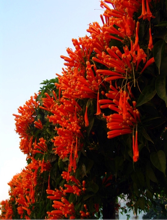 引进/花美 花多 好养 藤本攀援植物 红色炮仗花苗 爆竹花