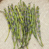 新鲜野生四年老条枫斗茶比铁皮石斛好 500g 包邮 金钗石斛鲜条 光条