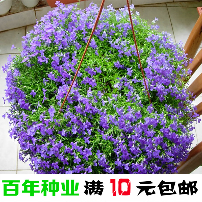 四季盆栽庭院花卉种子翠蝶花种子六倍利 吊兰类植物花卉半边莲