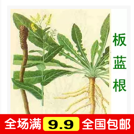 满10包邮 板蓝根种子 大青根阳台庭院盆栽种植四季播易种草药种子