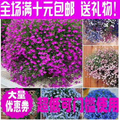 花卉种子 进口绿植盆栽花种子 六倍利 半边莲 赛船系列 多色50粒