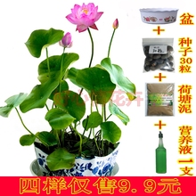 包邮 四季播种碗莲种子水生荷花水培莲花睡莲种子绿植花卉盆栽套餐